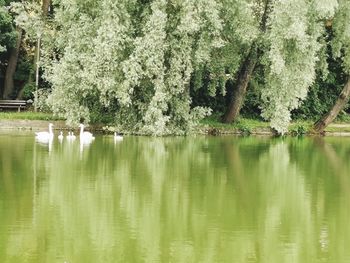 Scenic view of lake by trees