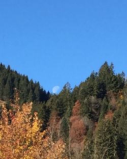 Trees on landscape against clear blue sky