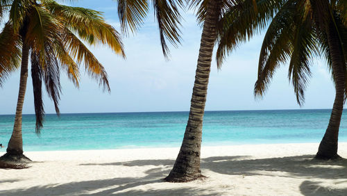 Palm trees on beach against sky