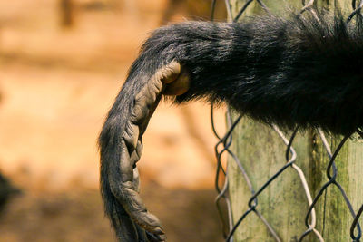 A hand of the black-headed spider monkey - ateles fusciceps at a conservancy in nanyuki, kenya