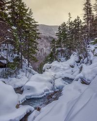 Snow covered trees against sky