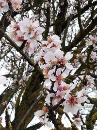 Low angle view of apple blossoms in spring