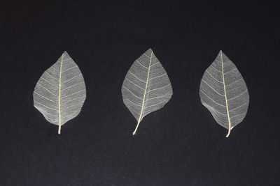 Close-up of plant against sky at night