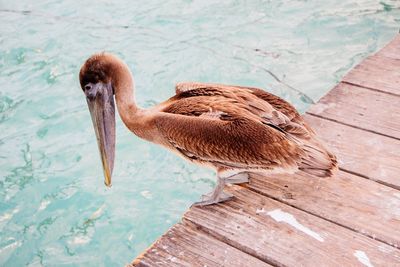 Close-up of duck on wood against lake