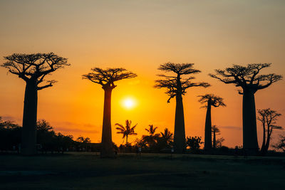 Low angle view of palm trees against sky during sunset