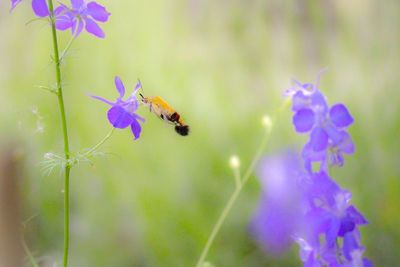 Close-up of bee pollinating on purple flower