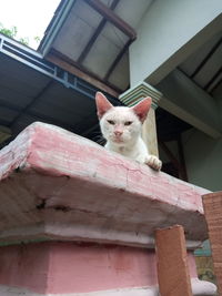 Low angle view portrait of cat