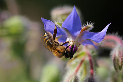 European honey bee at borage