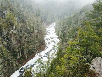 Scenic view of river in forest