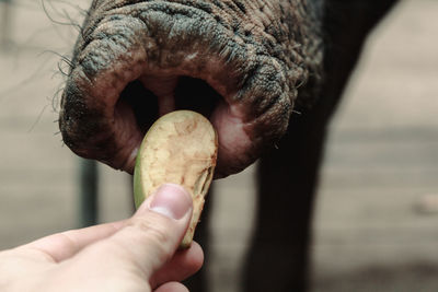 Close-up of hand feeding an elephant