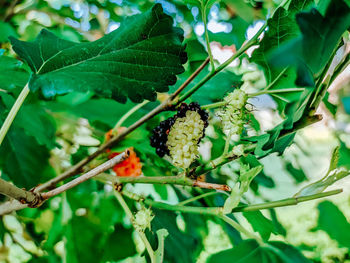 Close-up of insect on plant