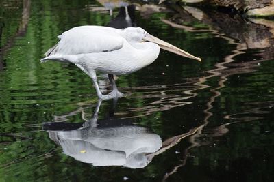 White heron in lake