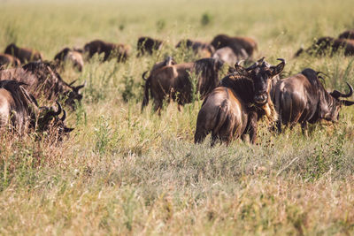 Gnu antelopes on field