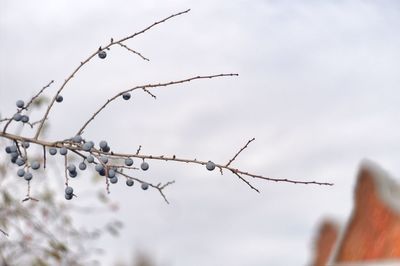 Low angle view of plant against sky