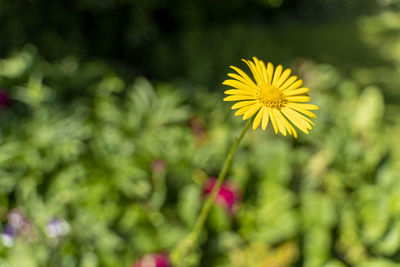 Close-up of yellow flowering plant on field