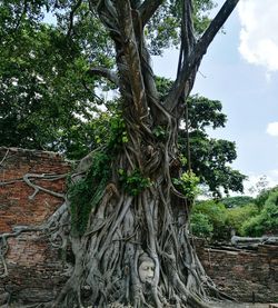 Low angle view of tree