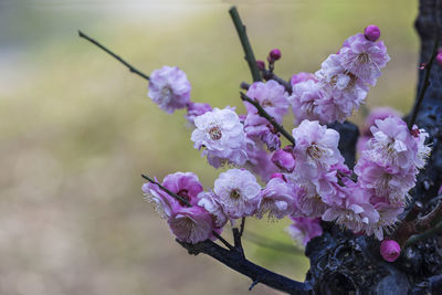 Close-up of plum blossoms