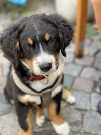 High angle portrait of dog on footpath