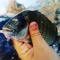 Close-up of hand holding fish