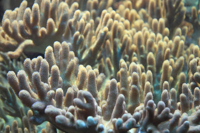 Close-up of coral in sea