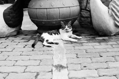 Cat sitting on sidewalk
