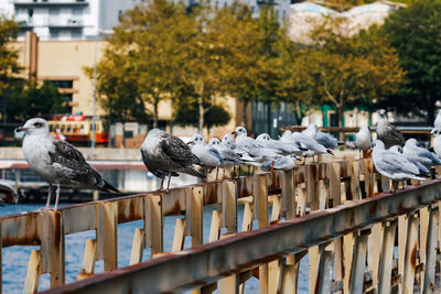 Seagulls perching on railing in line
