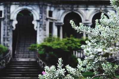 Flowering plant against building