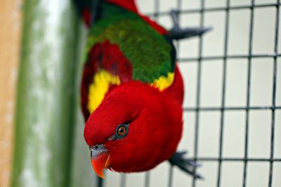 Close-up of parrot in cage