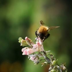 Close-up of bee on pink flower