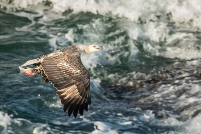 High angle view of eagle flying over rock