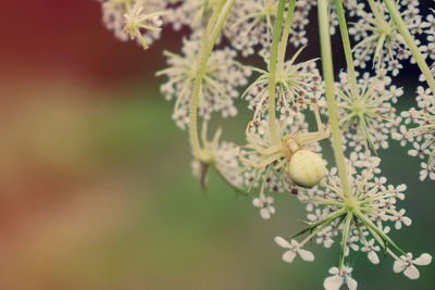 Close-up of flowering plant