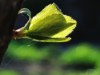 Close-up of leaf