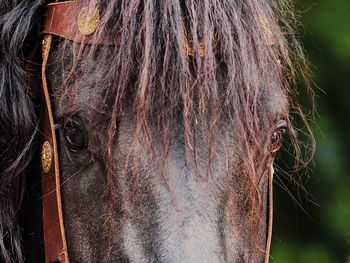 Close-up of a horse