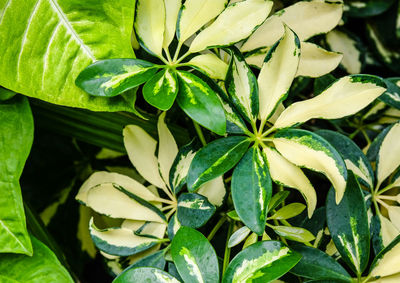 High angle view of flowering plant