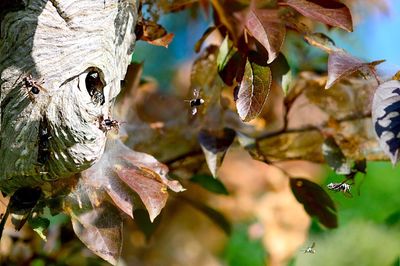 Close-up of insect on leaves