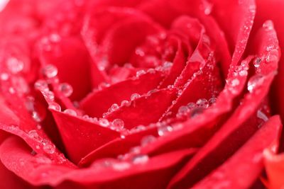 Close-up of wet red rose