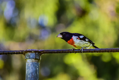 bird