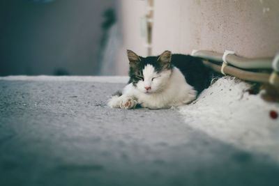 Close-up portrait of a cat