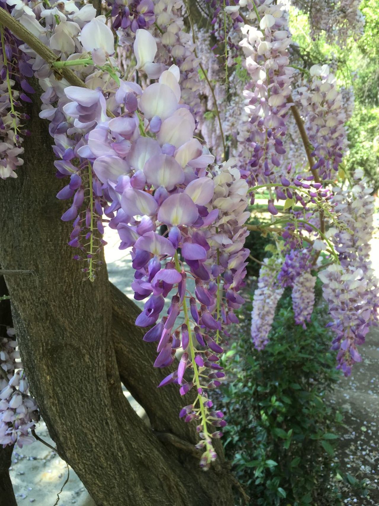 Flowers in Chile,