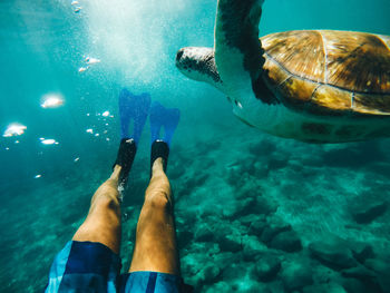 Low section of man swimming with turtle in sea