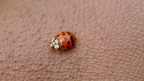 Close-up of ladybug on hand