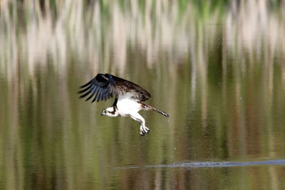 Bird flying over water