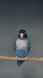 Close-up of a bird perching on wood