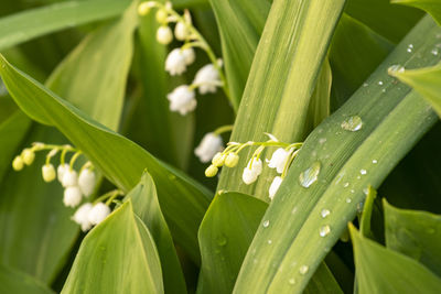 Close-up of wet leaves