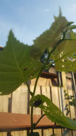 Close-up of fresh green plant against sky