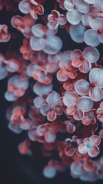 Full frame shot of flowering plant