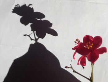 Shadow of woman holding flowers