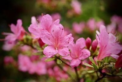 Close-up of pink flowers