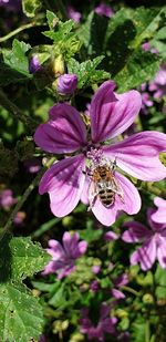 Close-up of bee pollinating on pink flower