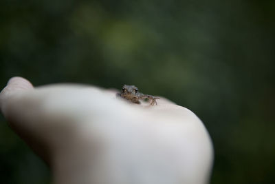 Close-up of hand feeding